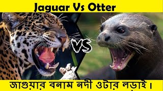 জাগুয়ার বনাম ওটার লড়াই ।. जगुआर बनाम जायंट ओटर ।  Jaguar Fight Giant Otter.