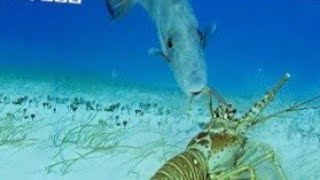 Lobster Fish  🦞 🦂  Caching || Spearfishing 🐟 🐠 🎣