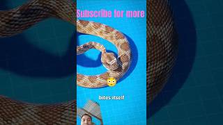 Snake 🐍 bites itself 😳 #shorts #animals #facts #snake #reptiles #science #viralvideo