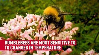 Research shows climate change negatively impacts bumble bees