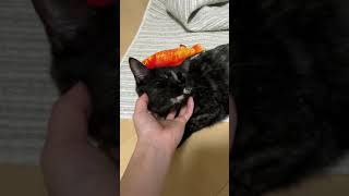 アゴの下を撫でられて幸せな猫　#shorts #保護猫 #猫動画