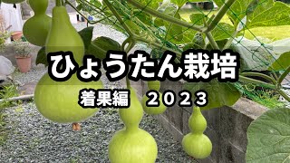 【ひょうたん栽培】着果編 2023④