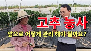 고추농사 앞으로 어떻게 관리 해야 될까요?