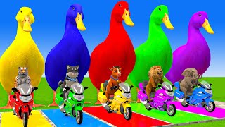 5 Giant Duck Cartoon,Cow,Elephant,Tiger,Lion,Dinosaur,Paint Wild Animals Crossing Fountain Animation