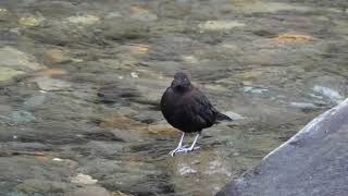 【4K】北海道　野鳥　 まぶたが白いカワガラス