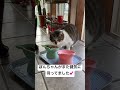 毎日我が家に来る野良猫 cat 地域猫