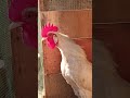 adorable rooster crowing sounds amazing rooster crowing loudly shorts🐓💕