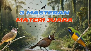 3 MASTERAN JERNIH  MUDAH MASUK KE BURUNG ANDA CUCAK JENGGOT VS CILILIN VS CUNGKOK