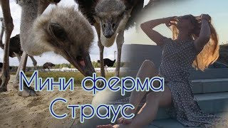 СТРАУСИНАЯ ФЕРМА ЧИВЕРЁВО: полный контакт с животными ! Дети в ВОСТОРГЕ