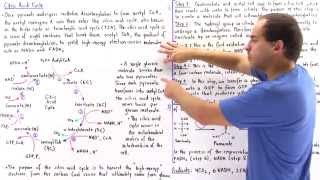 Citric Acid Cycle