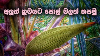 පොල් මල් කපලා හරිගියේ නැතිනම් මෙහෙම Try කරලා බලන්න