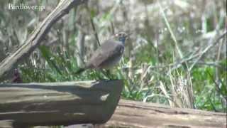 野鳥撮影・ オガワコマドリ Bluethroat