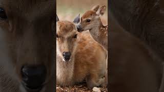 प्रकृति का नज़ारा: हिरण और उसके नन्हें शावक का प्यारा#Nature#Wildlife#NaturePhotography#NatureLover