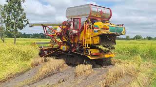 เก๋าในตำนานเกษตรพัฒนารุ่นปลดหนี้10/ho7d bo จัดไป 1000ไร่ combine harvester