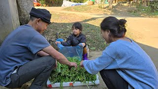 Linh Dan goes to pick vegetables to sell and takes care of a small vegetable garden, studying hard.