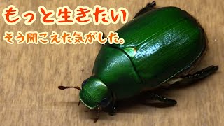 【足のないコガネムシ①】足のないコガネムシが､我が家にやってきました★