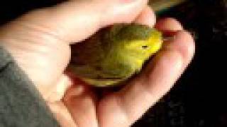 Stunned Bird in the Hand - Yellow Wagtail