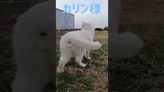 港のボス猫カリン様‼️しっぽフリフリの縄張りパトロール #shorts