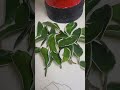 죽어가는 호야잎 번식으로 살리기 saving by growing dying hoya leaves