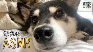 柴犬のくちゃくちゃ音が心地良すぎて寝落ちしました。ASMR（№108）