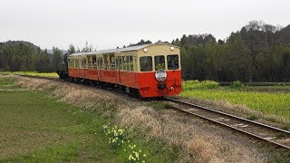 【千葉のローカル線】菜の花が咲く中を走行する小湊鐡道 「里山トロッコ列車」