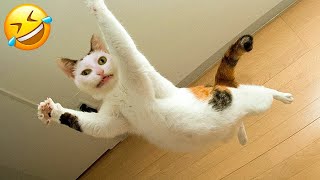 Funny Cats And Dogs Videos 🤣 - Funniest Animal Videos 2023! 🥰