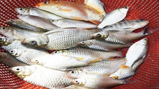 দেশি পুটি মাছ কিভাবে কুটবেন/ How to Wash Cut Desi Puti Fish/ Puti Mach katar Sohoj Upay