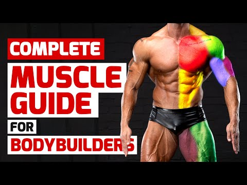 Complete muscle guide for bodybuilders