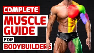 Complete Muscle Guide for Bodybuilders