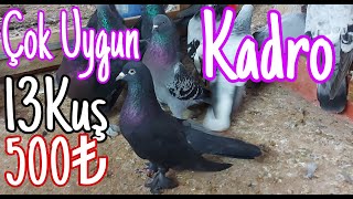 Çok Uygun Kadro. 13Kuş-500puan