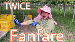 葡萄農家の娘がTWICE【Fanfare】踊ってみた　UTYテレビ山梨【スゴろく】コラボ