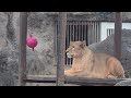 とべ動物園 ライオン舎 クレイ 20241215（日）