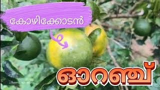 മധുരിക്കും ഓറഞ്ച് , Orange