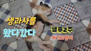 생후2주 아기고양이는 생과사를 넘나들면서도..