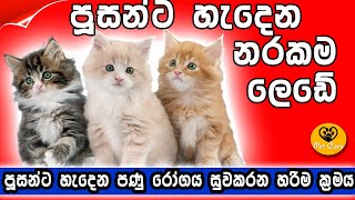 පූසන්ගේ පණු රෝගයට ප්‍රතිකාර ප්‍රායෝගිකව |pusange panu rogaya#worm infestation#pet care |persian cats