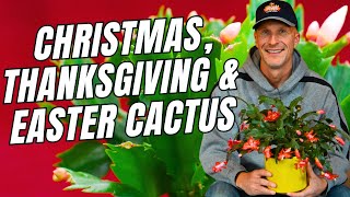 The Difference Between Christmas, Thanksgiving and Easter Cactus \u0026 Care Tips #christmascactus