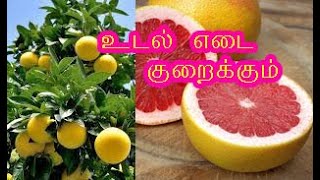 பப்ளிமாஸ் மரம்|grapefruit tree