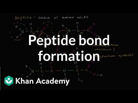 How many amino acids are present in a polypeptide having 100 peptide bonds?