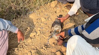 Goshawk hunts partridges and crow pheasants #falconry #wildlife #hunting