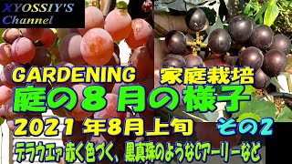 【XYOSSIYのライフチャンネル】2021年８月上旬の様子その２　デラウエァいよいよ収穫まじか、コガネムシにやられているブドウ、黒真珠のようなキャンベルアーリーなど