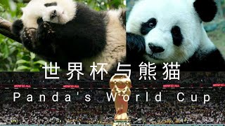 熊猫的卡塔尔世界杯 Panda's World Cup