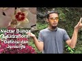 Nectar Bunga dan extrafloral (Definisi dan jenisnya) #madumurni #madualami #nectarbunga