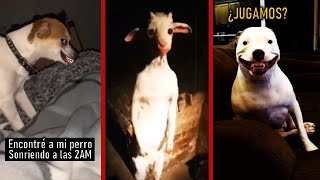 7 Animales Actuando de maneras Extrañas | VIDEOS DE TERROR 2023