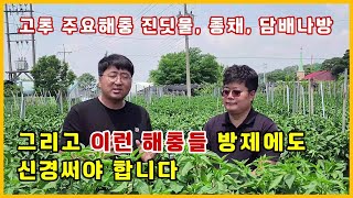 EP. 126 고추 진딧물, 총채, 담배나방과 '이런 해충들' 방제도 신경써주세요.