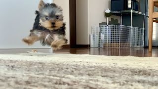 ヨーキーを初めてケージの外に出したら犬パンチを連打された笑