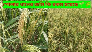 পোলার ধানের জমির কি অবস্থা হয়েছে। 🌱🌾#ধান #ধানক্ষেত #কৃষিনিয়েকাজকরি #কৃষক #কৃষি #agriculture