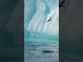 Penguin Dive | Antarctica | Lindblad Expeditions