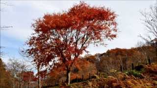 せせらぎ街道の秋　紅葉　Autumn of Seseragi highway 【スライドショー】