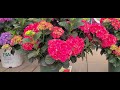 Hydrangea Magical® Ruby Red // Spectacular, Compact, Dark❤️Red Hydrangea!