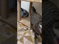 首輪が全力で嫌な猫🐱（このあと調節しても無理でした。） ブン太　 猫のいる暮らし 猫 猫動画 鍵しっぽ cat cats